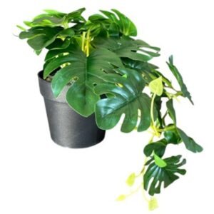 MACETA CON PLANTA 20 cm